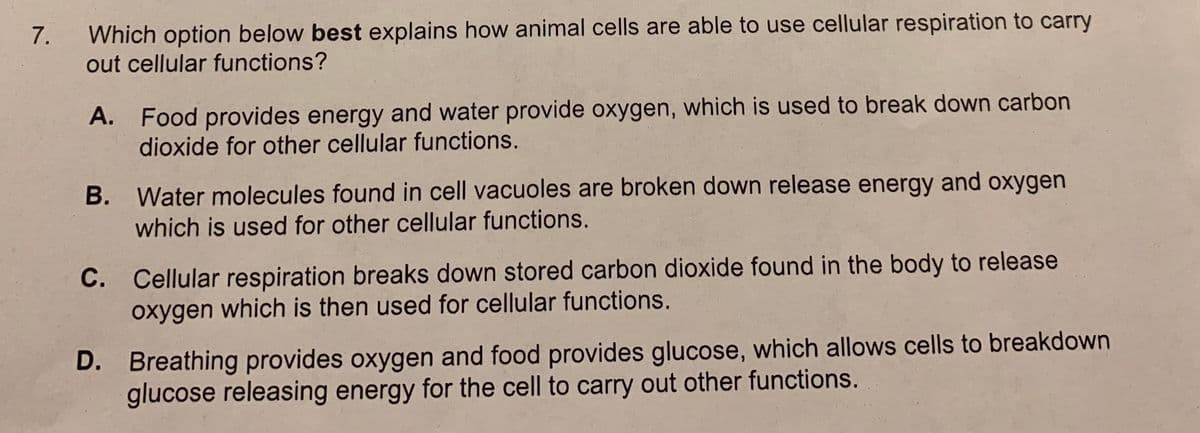 Which option below best explains how animal cells are able to use cellular respiration to carry
out cellular functions?
7.
A. Food provides energy and water provide oxygen, which is used to break down carbon
dioxide for other cellular functions.
B. Water molecules found in cell vacuoles are broken down release energy and oxygen
which is used for other cellular functions.
C. Cellular respiration breaks down stored carbon dioxide found in the body to release
oxygen which is then used for cellular functions.
D. Breathing provides oxygen and food provides glucose, which allows cells to breakdown
glucose releasing energy for the cell to carry out other functions.
