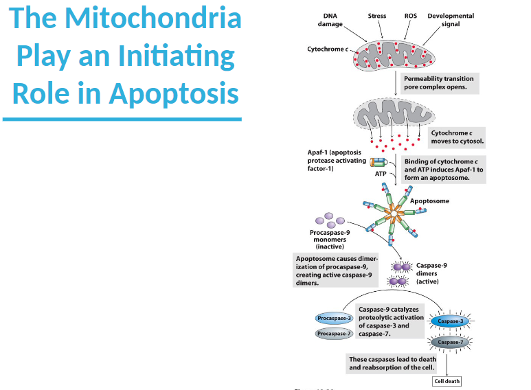 The Mitochondria
Play an Initiating
Role in Apoptosis
DNA
damage
Cytochrome c
Apaf-1 (apoptosis
protease activating
factor-1)
Procaspase-9
monomers
(inactive)
Stress
Me
ATP
Apoptosome causes dimer-
ization of procaspase-9,
creating active caspase-9
dimers.
ROS Developmental
signal
Permeability transition
pore complex opens.
Procaspase-3
Procaspase-7 caspase-7.
Cytochrome c
moves to cytosol.
Binding of cytochrome c
and ATP induces Apaf-1 to
form an apoptosome.
Apoptosome
Caspase-9 catalyzes
proteolytic activation
of caspase-3 and
Caspase-9
dimers
(active)
These caspases lead to death
and reabsorption of the cell.
Caspase-3
Caspase-7
Cell death