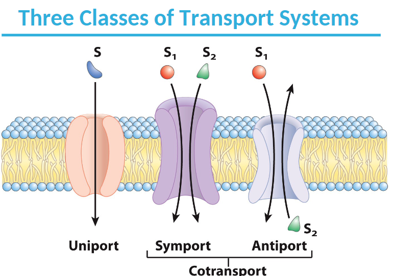 Three Classes of Transport Systems
S₁ S₂ S₁
S
Uniport
Symport
S₂
Antiport
Cotransport