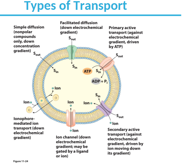 Types of Transport
Facilitated diffusion
(down electrochemical
gradient)
Sout
Simple diffusion
(nonpolar
compounds
only, down
concentration
gradient)
lono
Sout
lonophore-
mediated ion
transport (down
electrochemical
gradient)
Figure 11-24
lon
Sin
lon
ATP Sin
ADP+ P₁
lono
lon
lon channel (down
electrochemical
gradient; may be
gated by a ligand
or ion)
Sin
Primary active
transport (against
electrochemical
gradient, driven
by ATP)
Sout
-Sout
lon
Secondary active
transport (against
electrochemical
gradient, driven by
ion moving down
its gradient)