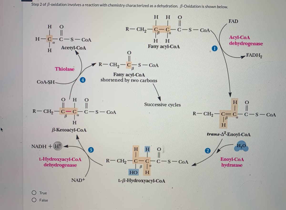 Step 2 of B-oxidation involves a reaction with chemistry characterized as a dehydration. B-Oxidation is shown below.
H HO
|| ||
C-C-S – CoA
FAD
но
R-CH2-
C
Acyl-CoA
dehydrogenase
H-C-C -S- CoA
Acetyl-CoA
Fatty acyl-CoA
H
FADH2
- CH2 -
-c-S- CoA
R-
Thiolase
Fatty acyl-CoA
shortened by two carbons
COA-SH
H.
он
Successive cycles
R-CH2-C-C-
-C-S- CoA
R– CH2
C=C-C-S-CoA
H
B-Ketoacyl-Co.A
trans-A²Enoyl-CoA
NADH + H*
H,0
H
H
L-Hydroxyacyl-CoA
dehydrogenase
Enoyl-CoA
hydratase
R- CH,-c-c-C- S-CoA
Но
H
NAD+
L-B-Hydroxyacyl-CoA
True
O False
