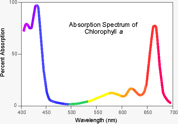 100
Absorption Spectrum of
Chlorophyll a
50-
400
450
500
550
600
650
700
Wavelength (nm)
Percent Absorption
