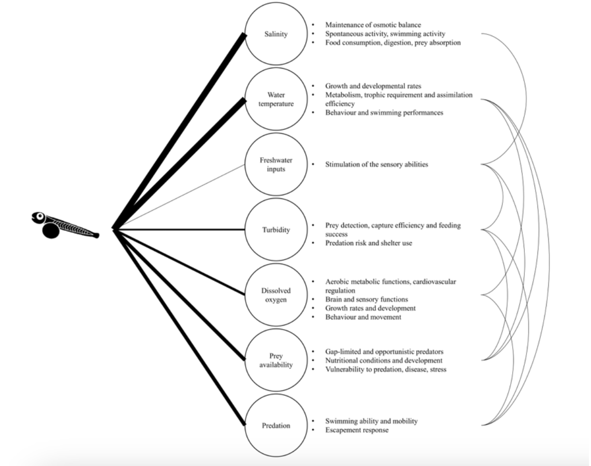 Salinity
Maintenance of osmotic balance
Spontaneous activity, swimming activity
Food consumption, digestion, prey absorption
Water
temperature
Growth and developmental rates
Metabolism, trophic requirement and assimilation
efficiency
Behaviour and swimming performances
Freshwater
inputs
Stimulation of the sensory abilities
Turbidity
Prey detection, capture efficiency and feeding
success
Predation risk and shelter use
Aerobic metabolic functions, cardiovascular
regulation
Brain and sensory functions
Growth rates and development
Behaviour and movement
Dissolved
oxygen
Gap-limited and opportunistic predators
Nutritional conditions and development
Vulnerability to predation, disease, stress
Prey
availability
000004
Predation
Swimming ability and mobility
Escapement response