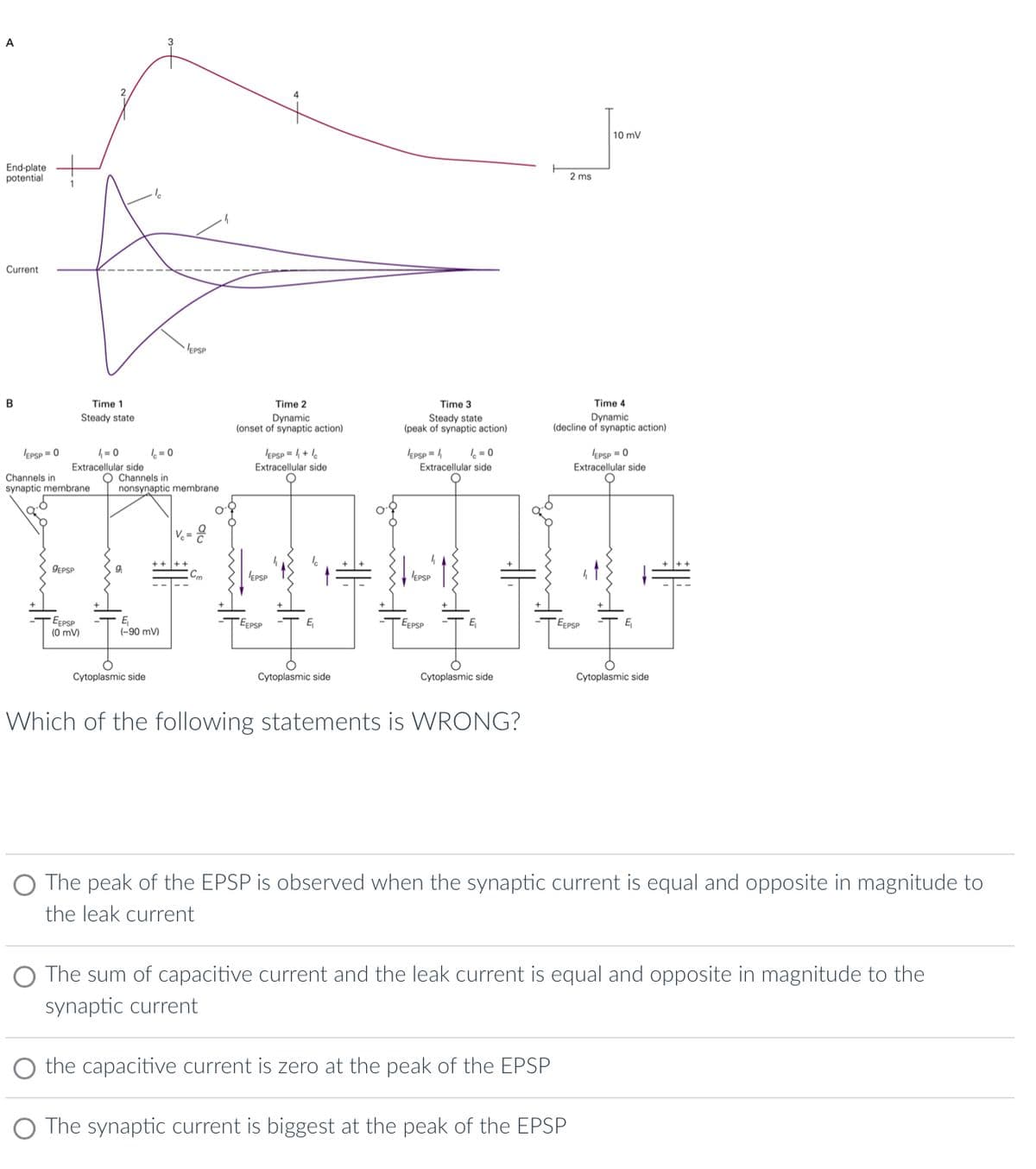 A
End-plate
potential
Current
B
EPSP = 0
Channels in
synaptic membrane
Time 1
Steady state
4=0
Extracellular side
GEPSP
EEPSP
(0 mV)
1=0
O Channels in
nonsynaptic membrane
E₁
(-90 mV)
EPSP
Cytoplasmic side
Cm
Time 2
Dynamic
(onset of synaptic action)
EPSP = ₁ + 1
Extracellular side
EPSP
EEPSP
E
Cytoplasmic side
Time 3
Steady state
(peak of synaptic action)
EPSP =
1=0
Extracellular side
EPSP
EEPSP
E₁
Cytoplasmic side
Which of the following statements is WRONG?
2 ms
the capacitive current is zero at the peak of the EPSP
Time 4
Dynamic
(decline of synaptic action)
10 mV
EEPSP
EPSP = 0
Extracellular side
The synaptic current is biggest at the peak of the EPSP
E
O The peak of the EPSP is observed when the synaptic current is equal and opposite in magnitude to
the leak current
Cytoplasmic side
The sum of capacitive current and the leak current is equal and opposite in magnitude to the
synaptic current