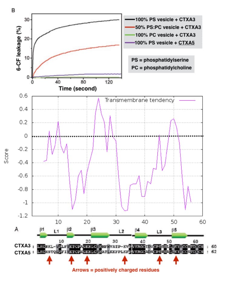 Score
B
6-CF leakage (%)
30-
20-
10-
0.6
0.4
A
0.2
0
-0.2
-0.4
-0.6
-0.8
-1
-1.2
0
40
80
Time (second)
10
L1 82
10
20
83
20
120
30
-100% PS vesicle + CTXA3
-50% PS:PC vesicle + CTXA3
-100% PC vesicle + CTXA3
-100% PS vesicle + CTXA5
Transmembrane tendency
L2
PS = phosphatidylserine
PC = phosphatidylcholine
40
40
50
L3 B5
30
CTXA3: LKCNKL-VPLEYKTCPAGKNLCYKMFMVATP-KVPVKRGCIDVCPESSLIVKYVCONTDRCN: 60
CTXA5: LKCHNTQLPFIYKTCPEGKNLCFKATLKKFPLKFPVKRGCADNCPKNSALLKYVCCSTDKCN : 62
50
Arrows = positively charged residues
60
60