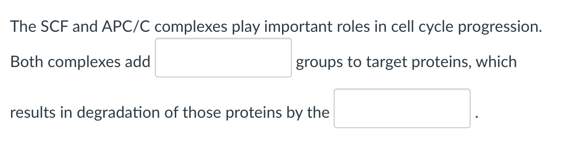 The SCF and APC/C complexes play important roles in cell cycle progression.
Both complexes add
groups to target proteins, which
results in degradation of those proteins by the