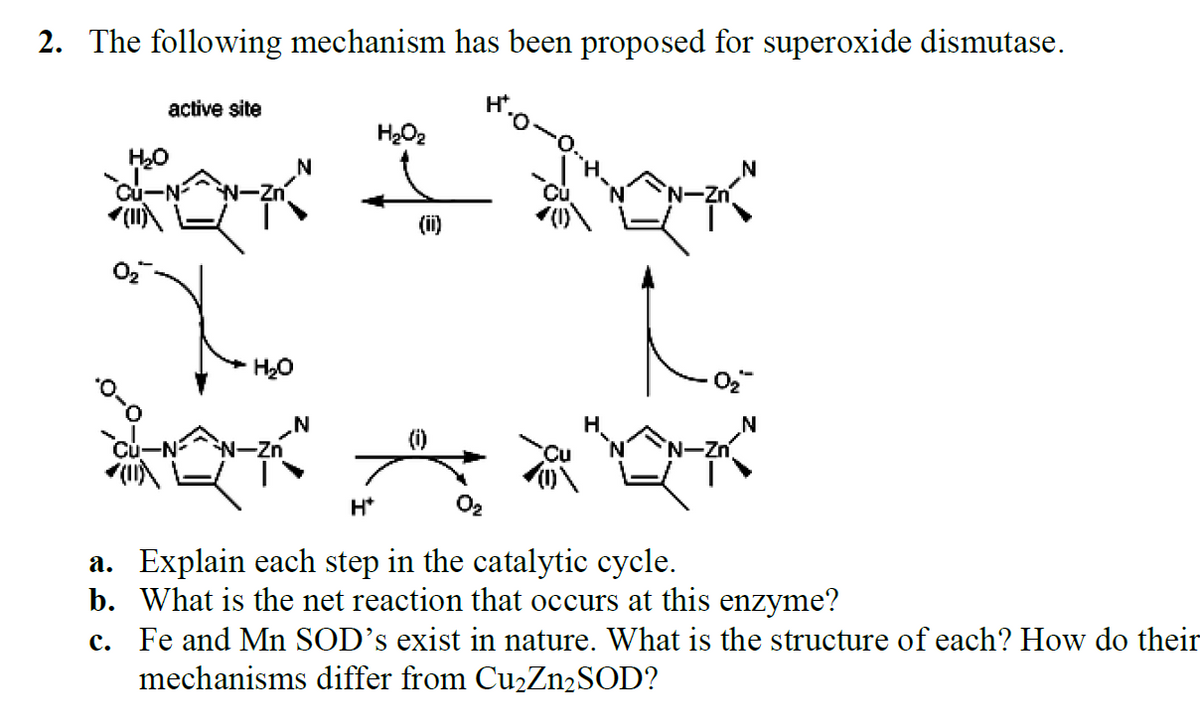 2. The following mechanism has been proposed for superoxide dismutase.
active site
H*.
H202
H20
(ii)
H20
N-Zn
H*
O2
a. Explain each step in the catalytic cycle.
b. What is the net reaction that occurs at this enzyme?
c. Fe and Mn SOD’s exist in nature. What is the structure of each? How do their
mechanisms differ from CuzZn2SOD?
