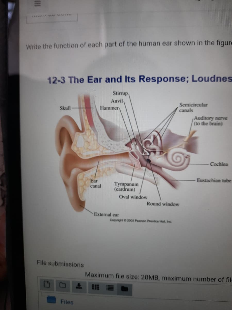 Write the function of each part of the human ear shown in the figure
12-3 The Ear and Its Response; Loudnes
Stirup,
Anvil,
Semicircular
canals
Skull
Hammer
Auditory nerve
(to the brain)
Cochiea
Ear
Eustachian tube
Tympanum
(eardrum)
canal
Oval window
Round window
External ear
Copyright 2005 Pearson Prentice Hal Inc.
File submissions
Maximum file size: 20MB, maximum number of file
Files
