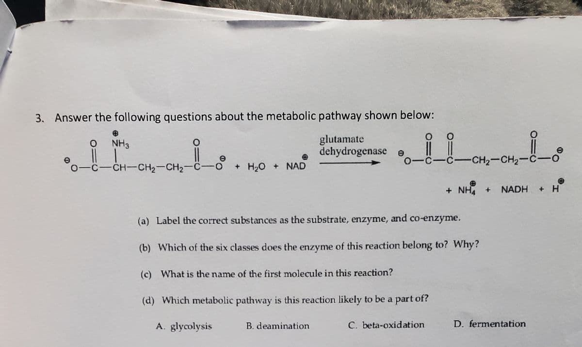 3.
Answer the following questions about the metabolic pathway shown below:
glutamate
dehydrogenase e
NH3
0-C-C-cH2-CH2-C-
0-C-CH-CH2-CH2-C-O
+ H,O + NAD
+ NH +
NADH + H
(a) Label the correct substances as the substrate, enzyme,
and co-enzyme.
(b) Which of the six classes does the enzyme of this reaction belong to? Why?
(c) What is the name of the first molecule in this reaction?
(d) Which metabolic pathway is this reaction likely to be a part of?
A. glycolysis
B. deamination
C. beta-oxidation
D. fermentation
