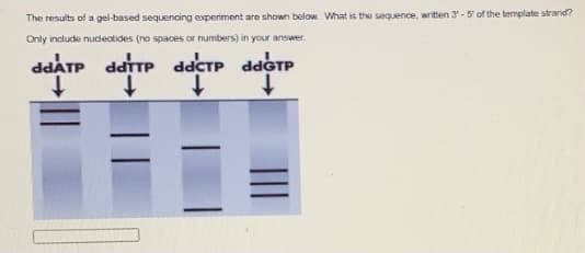 The results of a gel-based sequencing experiment are shown below. What is the sequence, written 3 - 5' of the template strand?
Only include nucdeotides (no spaces or numbers) in your answer.
ddATP
daTTP ddCTP ddGTP
