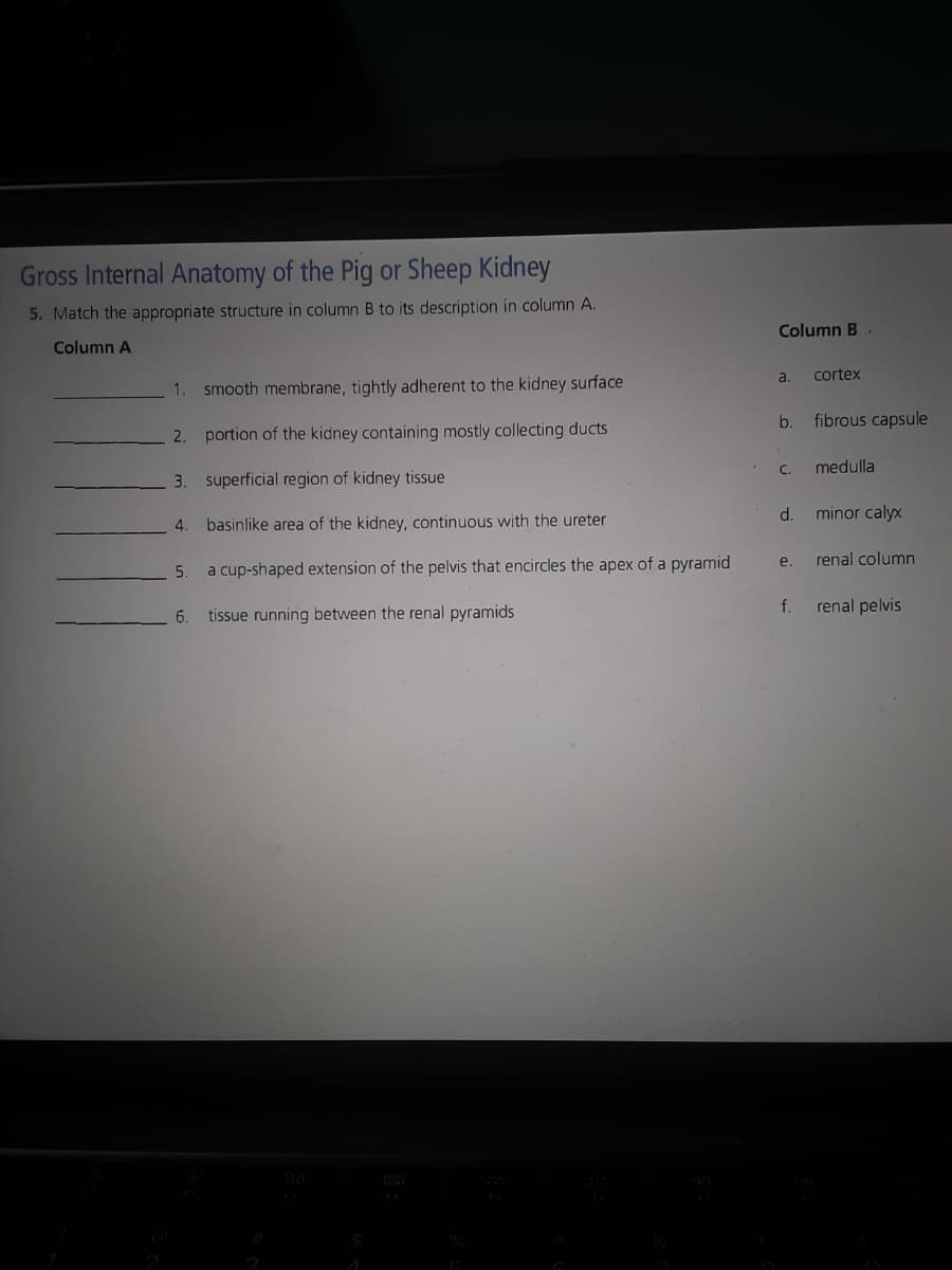 Gross Internal Anatomy of the Pig or Sheep Kidney
5. Match the appropriate structure in column B to its description in column A.
Column A
1. smooth membrane, tightly adherent to the kidney surface
2.
portion of the kidney containing mostly collecting ducts
3. superficial region of kidney tissue
4. basinlike area of the kidney, continuous with the ureter
5.
a cup-shaped extension of the pelvis that encircles the apex of a pyramid
6. tissue running between the renal pyramids
Column B
a.
cortex
b.
fibrous capsule
C.
medulla
d.
minor calyx
e.
renal column
f.
renal pelvis