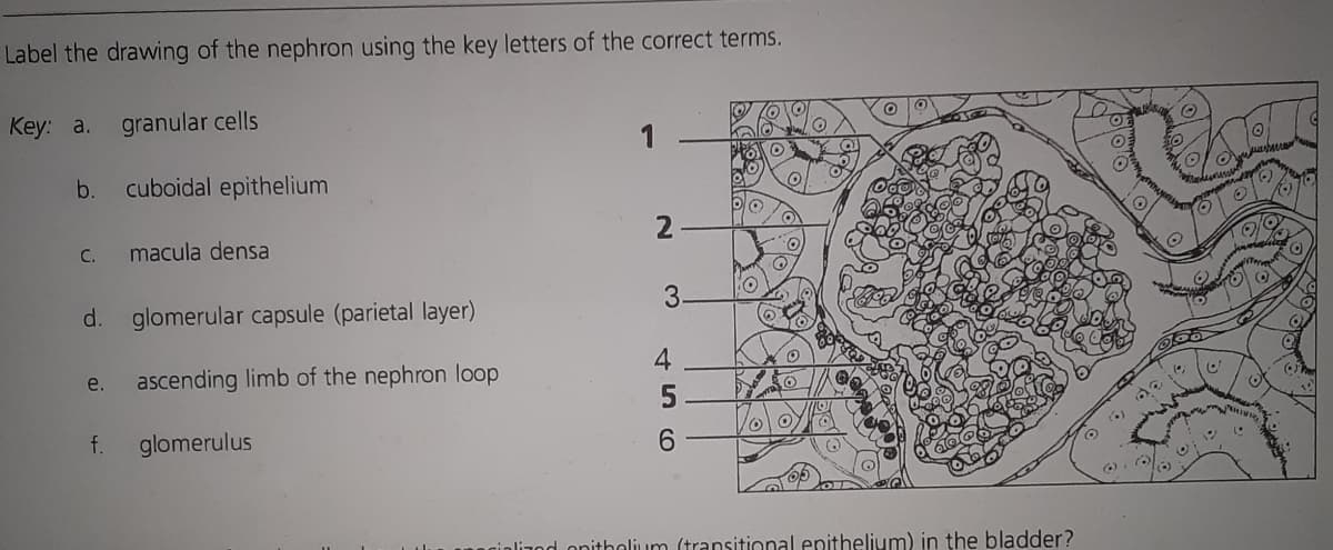 Label the drawing of the nephron using the key letters of the correct terms.
Key: a. granular cells
1
b.
cuboidal epithelium
C.
macula densa
d. glomerular capsule (parietal layer)
e.
ascending limb of the nephron loop
f.
glomerulus
2
3.
4
5
6
nitholium (transitional epithelium) in the bladder?
C