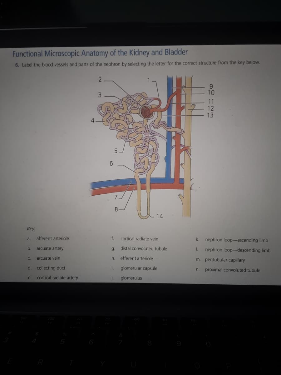 Functional Microscopic Anatomy of the Kidney and Bladder
6. Label the blood vessels and parts of the nephron by selecting the letter for the correct structure from the key below.
2
Key:
a
b. arcuate artery
C. arcuate vein
d. collecting duct
e. cortical radiate artery
afferent arteriole
3
5
6
14
f. cortical radiate vein
g.
h.
i.
j.
distal convoluted tubule
efferent arteriole
glomerular capsule
glomerulus
9 10 11 12 13
12
k.
nephron loop-ascending limb
1. nephron loop-descending limb
m. peritubular capillary
n. proximal convoluted tubule