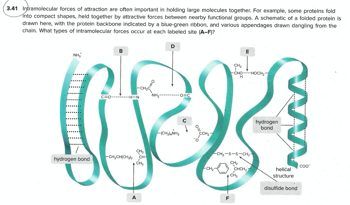 3.41 Intramolecular forces of attraction are often important in holding large molecules together. For example, some proteins fold
into compact shapes, held together by attractive forces between nearby functional groups. A schematic of a folded protein is
drawn here, with the protein backbone indicated by a blue-green ribbon, and various appendages drawn dangling from the
chain. What types of intramolecular forces occur at each labeled site (A-F)?
NH3
CH3
-Сно ----НОСH2
H
CH2C
C=0---------H-N
NH2
O=C
C
hydrogen
bond
-(CH2),NH3
CCH2
CH3
-CH2CH(CH32 CH-
-CH2-S-S-CH2
hydrogen bond
CH3
CHCH2
CH3
CH3
COO
CH2
helićal
structure
disulfide bond
A
