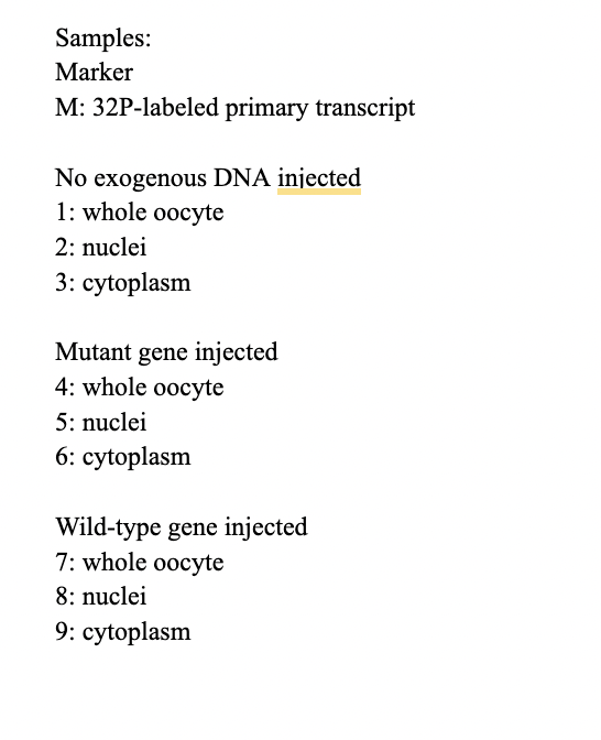 Samples:
Marker
M: 32P-labeled primary transcript
No exogenous DNA injected
1: whole oocyte
2: nuclei
3: cytoplasm
Mutant gene injected
4: whole oocyte
5: nuclei
6: cytoplasm
Wild-type gene injected
7: whole oocyte
8: nuclei
9: cytoplasm