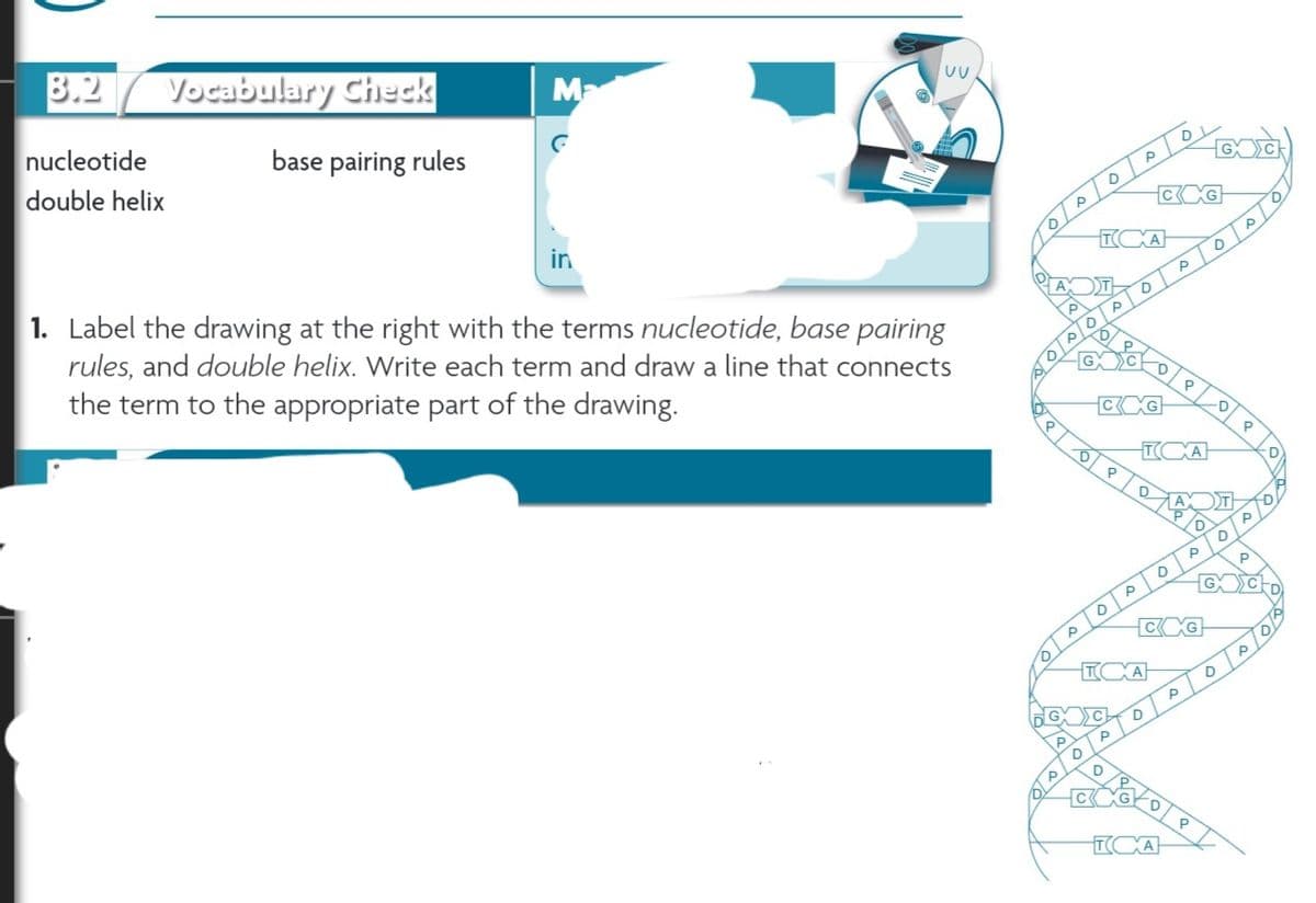 8.2
nucleotide
double helix
Vocabulary Check
base pairing rules
Ma
in
UU
1. Label the drawing at the right with the terms nucleotide, base pairing
rules, and double helix. Write each term and draw a line that connects
the term to the appropriate part of the drawing.
A
Р
P
PDP
D
D
C
TCXA
D.
GXC
P
0
100
CXG
P
P
D
ICXA
P
D
P
G
D
D
CXG
DL
TCXA
D
D
TCXA
P
CXG
P
P
P
AXT
D
P
GC
P
D
D
0
D
P
P
P
P
GCD