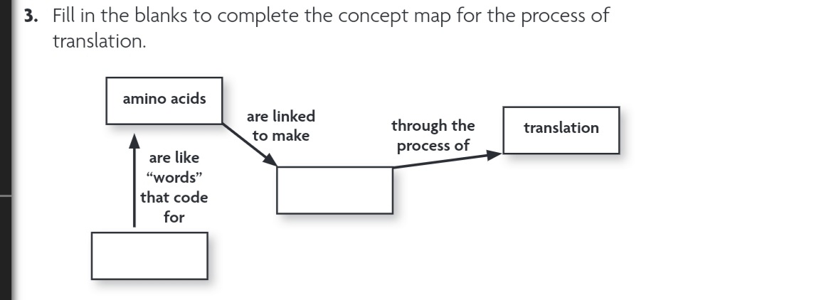 3. Fill in the blanks to complete the concept map for the process of
translation.
amino acids
are like
"words"
that code
for
are linked
to make
through the
process of
translation