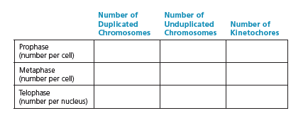 Number of
Number of
Duplicated
Chromosomes
Unduplicated
Chromosomes
Number of
Kinetochores
Prophase
(number per cell)
Metaphase
(number per cell)
Telophase
(number per nucleus)
