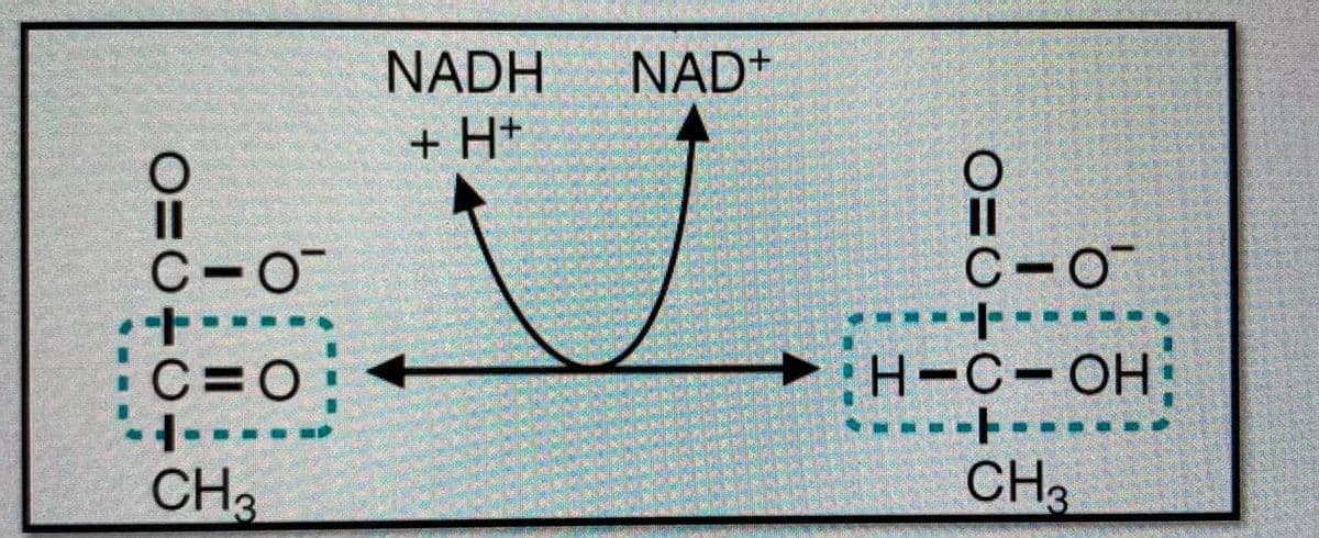 NADH
NAD+
+ H+
C-O
C-O
C=O:
:H-C-OH
--- ---.--
CH3
CH3
O=0+0
