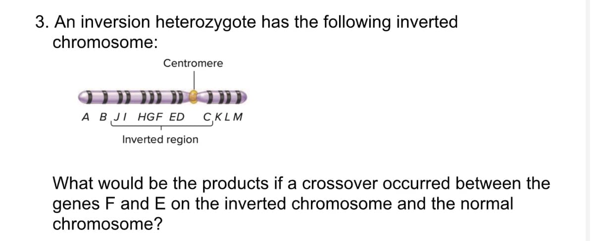 3. An inversion heterozygote has the following inverted
chromosome:
Centromere
))))))))))))
A B JI HGF ED CKLM
Inverted region
What would be the products if a crossover occurred between the
genes F and E on the inverted chromosome and the normal
chromosome?