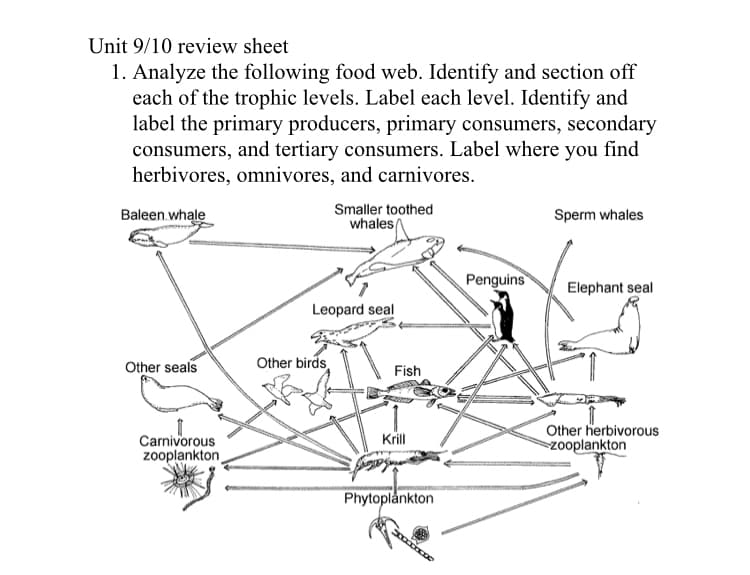 Unit 9/10 review sheet
1. Analyze the following food web. Identify and section off
each of the trophic levels. Label each level. Identify and
label the primary producers, primary consumers, secondary
consumers, and tertiary consumers. Label where you find
herbivores, omnivores, and carnivores.
Smaller toothed
whales
Baleen.whale
Sperm whales
Penguins
Elephant seal
Leopard seal
Other seals
Other birds
Fish
Other herbivorous
zooplankton
Krill
Carnivorous
zooplankton
Phytoplankton
