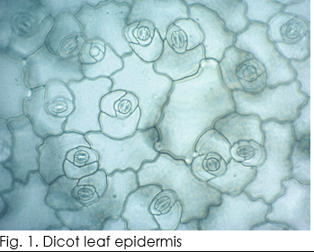 Fig. 1. Dicot leaf epidermis
