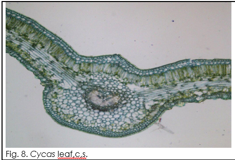 Fig. 8. Cycas leaf.c.s.
