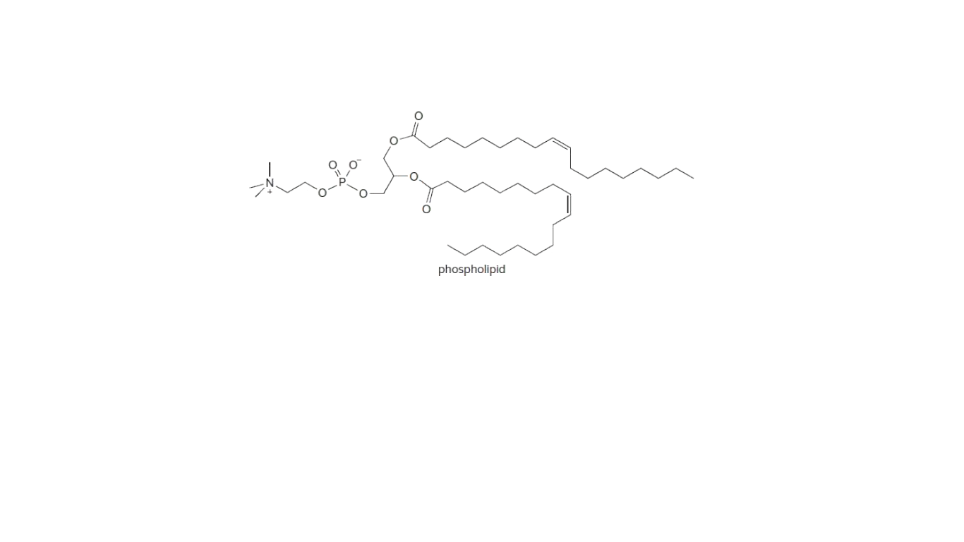 phospholipid
