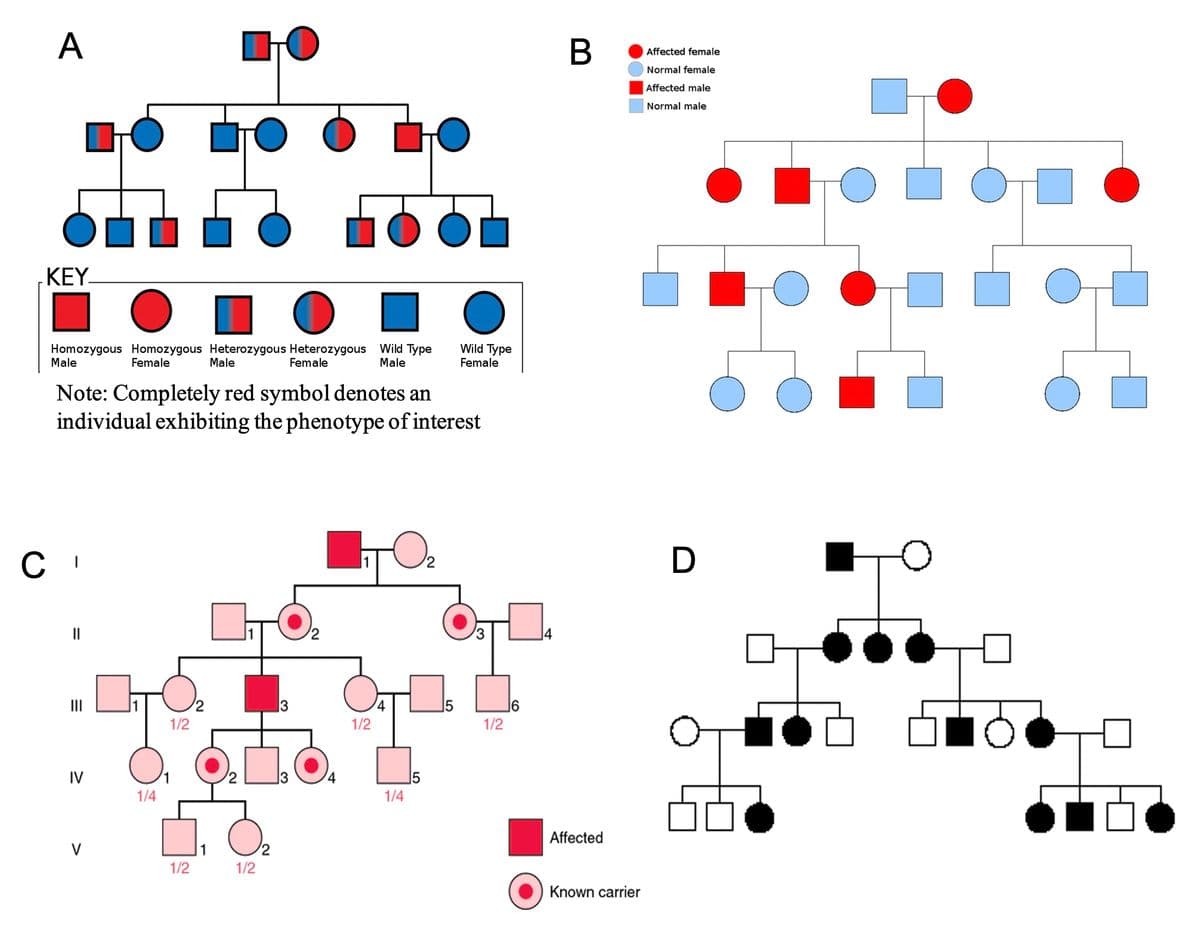 A
KEY_
Homozygous Homozygous Heterozygous Heterozygous Wild Type
Male
Female
Male
Female
Male
Wild Type
Female
Note: Completely red symbol denotes an
individual exhibiting the phenotype of interest
CI
III
=
IV
1/4
>
B
Affected female
Normal female
Affected male
Normal male
O
D
2
3
5
1/2
1/2
1/2
1/2
4
1/4
1/2
Affected
Known carrier