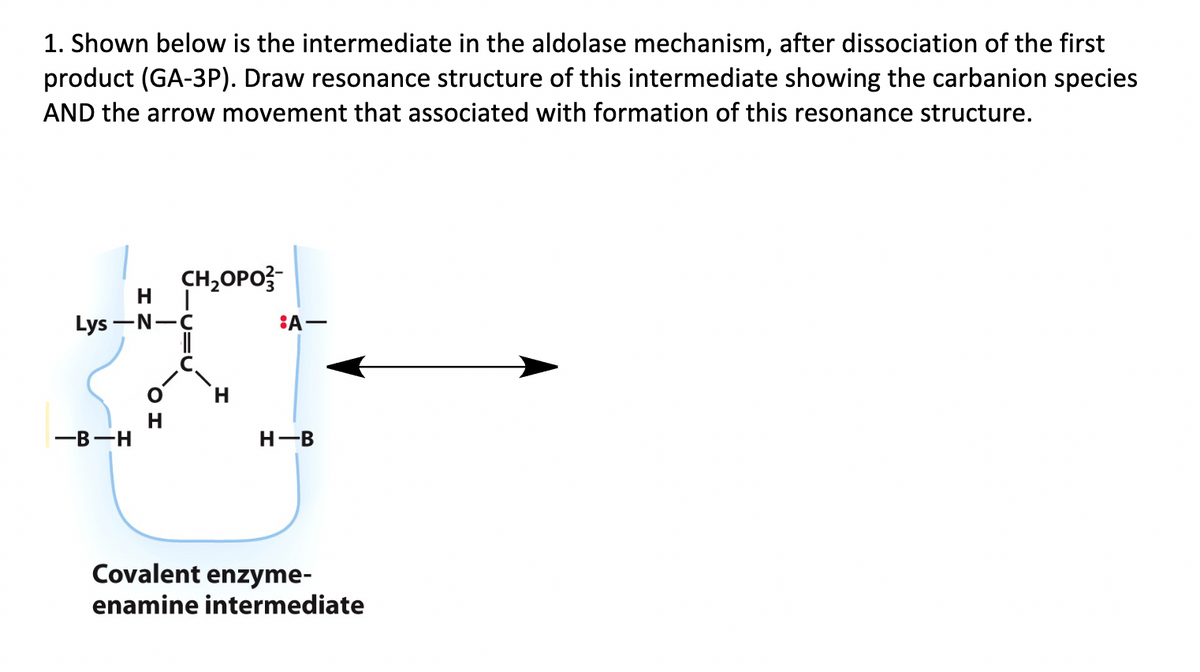 1. Shown below is the intermediate in the aldolase mechanism, after dissociation of the first
product (GA-3P). Draw resonance structure of this intermediate showing the carbanion species
AND the arrow movement that associated with formation of this resonance structure.
CH₂OPO²-
H 1
Lys-N-C
||
-B-H
:A-
H-B
Covalent enzyme-
enamine intermediate
