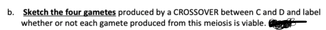 b. Sketch the four gametes produced by a CROSSOVER between C and D and label
whether or not each gamete produced from this meiosis is viable.