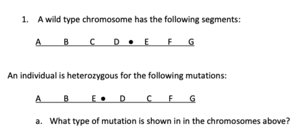 1.
A wild type chromosome has the following segments:
A B
C
DE F G
An individual is heterozygous for the following mutations:
A
B
E
D C F G
a. What type of mutation is shown in in the chromosomes above?