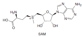 NH2
H2N
N-
но
Но"
Он
SAM
