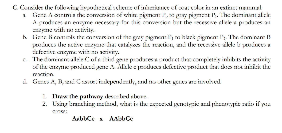 C. Consider the following hypothetical scheme of inheritance of coat color in an extinct mammal.
a. Gene A controls the conversion of white pigment P, to gray pigment P1. The dominant allele
A produces an enzyme necessary for this conversion but the recessive allele a produces an
enzyme with no activity.
b. Gene B controls the conversion of the gray pigment P, to black pigment P2. The dominant B
produces the active enzyme that catalyzes the reaction, and the recessive allele b produces a
defective enzyme with no activity.
c. The dominant allele C of a third gene produces a product that completely inhibits the activity
of the enzyme produced gene A. Allele c produces defective product that does not inhibit the
reaction.
d. Genes A, B, and C assort independently, and no other genes are involved.
1. Draw the pathway described above.
2. Using branching method, what is the expected genotypic and phenotypic ratio if you
cross:
AabbCc x
AAbbCc
