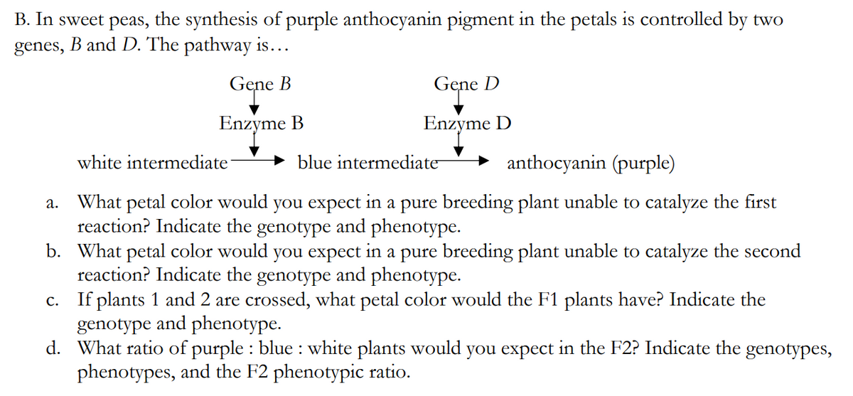 B. In sweet peas, the synthesis of purple anthocyanin pigment in the petals is controlled by two
B and D. The pathway is...
genes,
Gene
Enzyme
Gene D
Enzyme D
В
В
white intermediate
blue intermediate
anthocyanin (purple)
a. What petal color would you expect in a pure breeding plant unable to catalyze the first
reaction? Indicate the genotype and phenotype.
b. What petal color would you expect in a pure breeding plant unable to catalyze the second
reaction? Indicate the genotype and phenotype.
If plants 1 and 2 are crossed, what petal color would the F1 plants have? Indicate the
genotype and phenotype.
d. What ratio of purple : blue : white plants would you expect in the F2? Indicate the genotypes,
phenotypes, and the F2 phenotypic ratio.
С.
