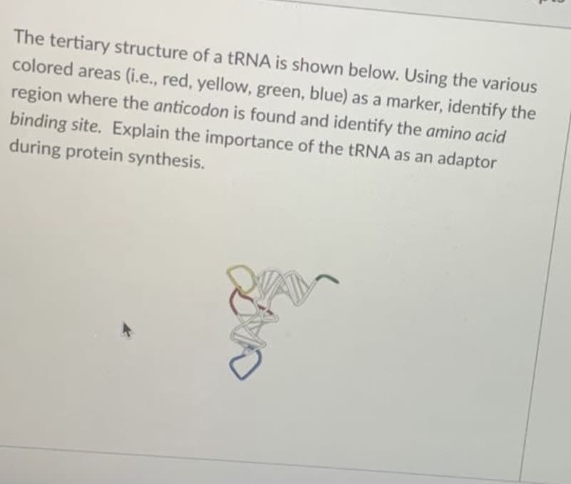 The tertiary structure of a tRNA is shown below. Using the various
colored areas (i.e., red, yellow, green, blue) as a marker, identify the
region where the anticodon is found and identify the amino acid
binding site. Explain the importance of the tRNA as an adaptor
during protein synthesis.

