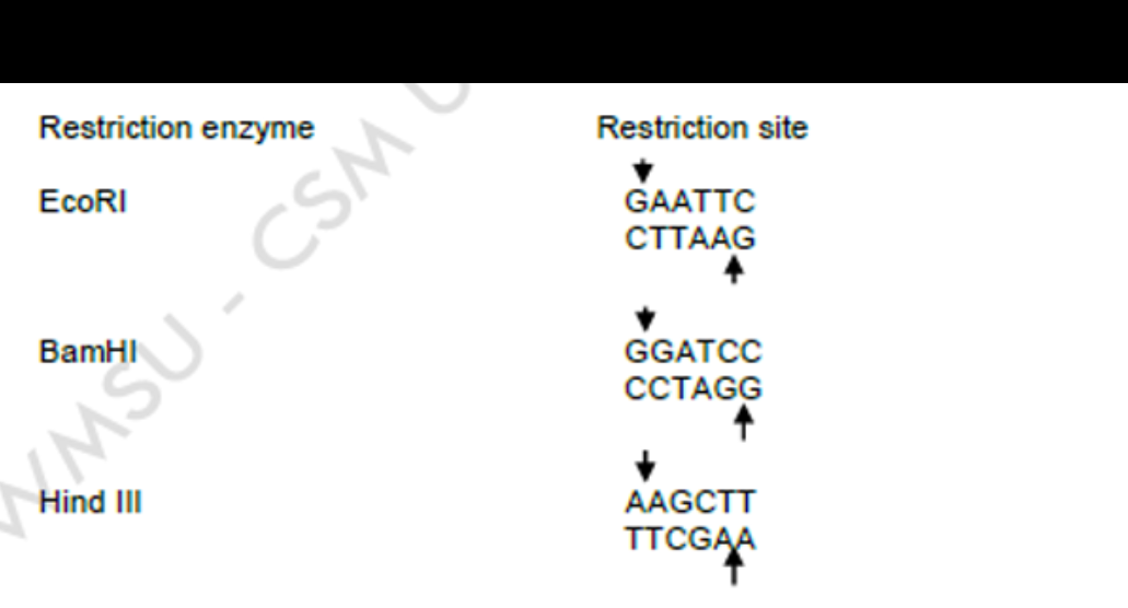 Restriction enzyme
Restriction site
GAATTC
CTTAAG
EcoRI
BamHI
GGATCC
ССТAGG
Hind III
АAGCTT
TTCGAA
MŠU - CSM
