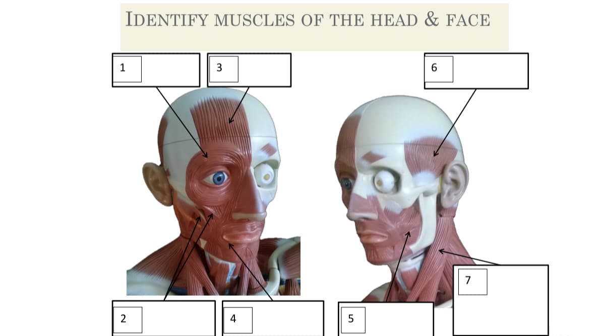 IDENTIFY MUSCLES OF THE HEAD & FACE
1
2
3
4
5
6
7