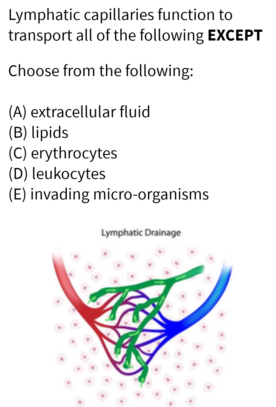 Lymphatic capillaries function to
transport all of the following EXCEPT
Choose from the following:
(A) extracellular fluid
(B) lipids
(C) erythrocytes
(D) leukocytes
(E) invading micro-organisms
Lymphatic Drainage