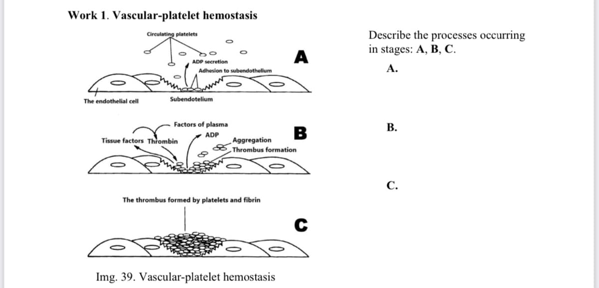 Work 1. Vascular-platelet hemostasis
The endothelial cell
Circulating platelets
ADP secretion
Adhesion to subendothelium
ww
Subendotelium
Tissue factors Thrombin
Factors of plasma
ADP
O
The thrombus formed by platelets and fibrin
A
Aggregation
Thrombus formation
Img. 39. Vascular-platelet hemostasis
B
C
Describe the processes occurring
in stages: A, B, C.
A.
B.
C.