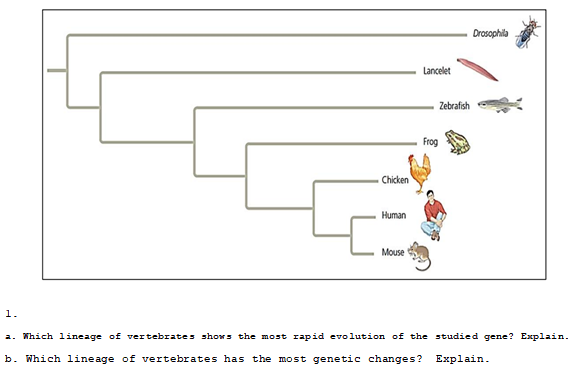 1.
Chicken
Human
Mouse
Lancelet
Zebrafish
Frog
Drosophila
a. Which lineage of vertebrates shows the most rapid evolution of the studied gene? Explain.
b. Which lineage of vertebrates has the most genetic changes? Explain.