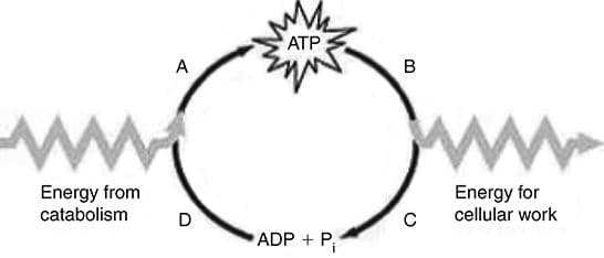 АТР
A
в
Energy from
catabolism
Energy for
cellular work
D
ADP + P;

