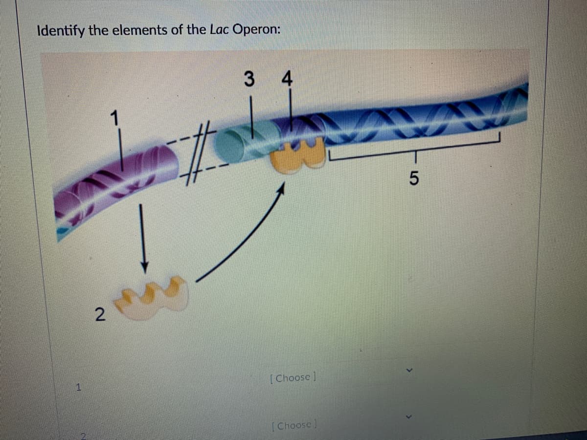 Identify the elements of the Lac Operon:
4
1
2
[Choose]
[Choose]
3.
