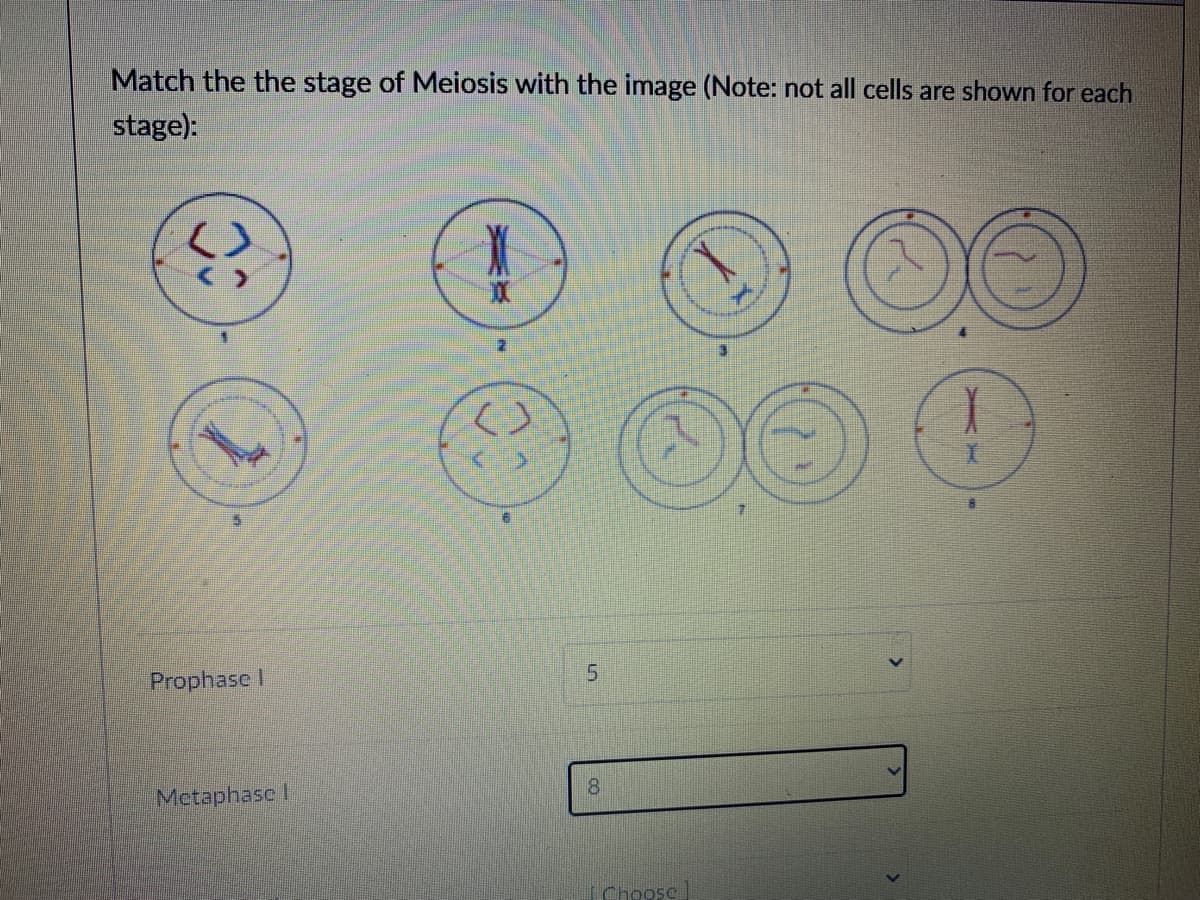 Match the the stage of Meiosis with the image (Note: not all cells are shown for each
stage):
5.
Prophase I
8.
Metaphase I
Choose
