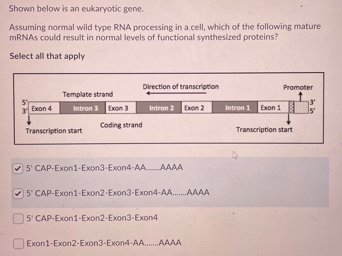 Shown below is an eukaryotic gene.
Assuming normal wild type RNA processing in a.cell, which of the following mature
MRNAS could result in normal levels of functional synthesized proteins?
Select all that apply
Direction of transcription
Promoter
Template strand
5'
Exon 4
Intron 3
Exon 3
Intron 2
Exon 2
Intron 1
Exon 1
3'
5'
Coding strand
Transcription start
Transcription start
5' CAP-Exon1-Exon3-Exon4-AA..AAAA
5' CAP-Exon1-Exon2-Exon3-Exon4-AA...AAAA
5' CAP-Exon1-Exon2-Exon3-Exon4
Exon1-Exon2-Exon3-Exon4-.....AAAA
