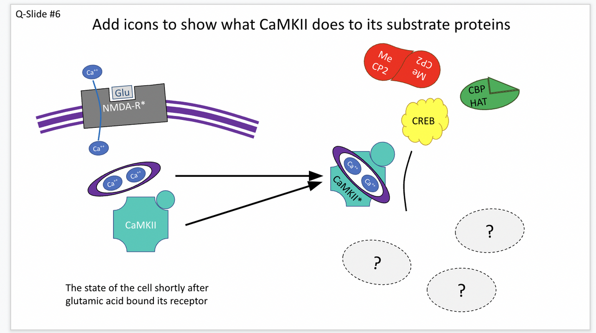 Q-Slide #6
Add icons to show what CaMKII does to its substrate proteins
Ме
СР2
Ca**
CP2
Me
Glu
СВР
HAT
NMDA-R*
CREB
Ca**
Ca*
Ca
CAMKII*
CAMKII
?
The state of the cell shortly after
glutamic acid bound its receptor
