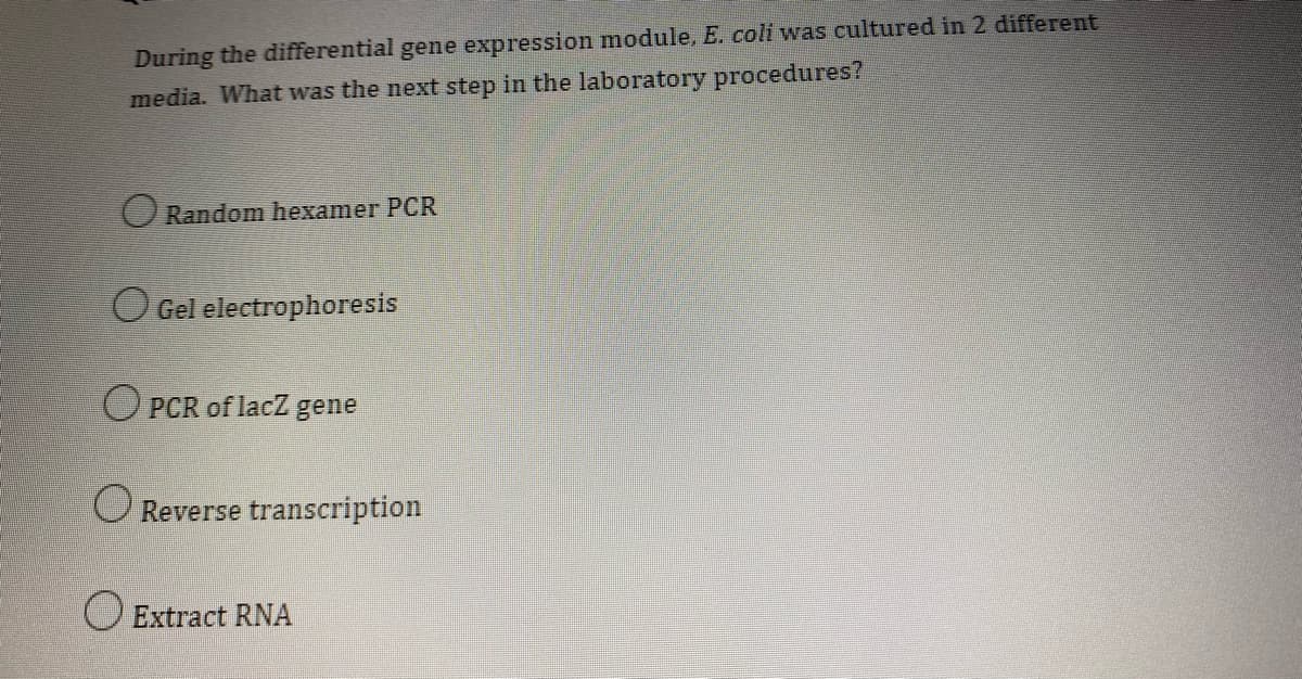 During the differential gene expression module, E. coli was cultured in 2 different
media. What was the next step in the laboratory procedures?
Random hexamer PCR
O Gel electrophoresis
OPCR of lacZ gene
Reverse transcription
O Extract RNA