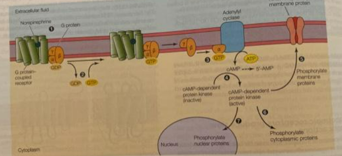 Extracelular Suid
Nonipinephrine
AY
G protan
coupled
receptor
Cytoplasm
G protein
GOP
AY
GTP
Nucleus
Adenylyl
cyclase
GTP
CAMP-dependent
protein kinase
(ATP)
membrane protein
CAMP 5-AMP
Phosphorylate
nuclear proteins
CAMP-dependent
protein kinase
lactive)
Phosphorylite
membrane
proteins
Phosphorylate
cytoplasmic proteins