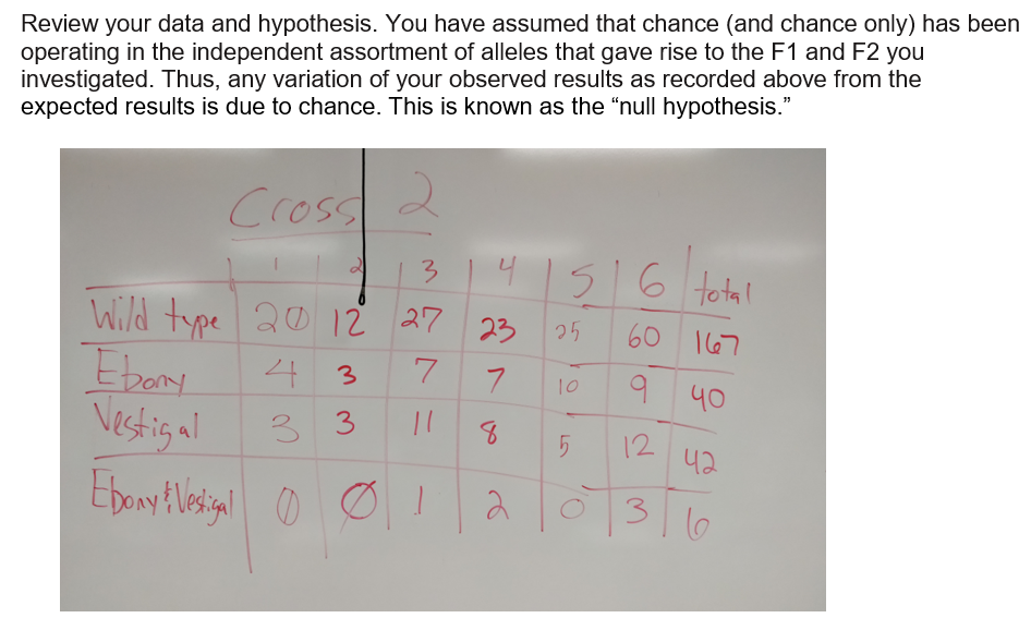 Review your data and hypothesis. You have assumed that chance (and chance only) has been
operating in the independent assortment of alleles that gave rise to the F1 and F2 you
investigated. Thus, any variation of your observed results as recorded above from the
expected results is due to chance. This is known as the "null hypothesis."
Cross
s 6 total
3.
Wild type 20 12
Ebory
Vestig al
27 23
25
60 167
3
7
9 40
10
3 3
12
42
316
11
