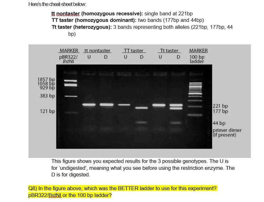 Here's the cheat-sheet below.
tt nontaster (homozygous recessive): single band at 221bp
TT taster (homozygous dominant): two bands (177bp and 44bp)
Tt taster (heterozygous): 3 bands representing both alleles (221bp, 177bp, 44
bp)
MARKER tt nontaster
TT taster
U D
Tt taster
U D
MARKER
PBR322/
U D
100 bp
ladder
BstNI
1857 bp
929 bp
383 bp
121 bp
221 bp
177 bp
44 bp
primer dimer
if present)
This figure shows you expected results for the 3 possible genotypes. The U is
for "undigested', meaning what you see before using the restriction enzyme. The
D is for digested.
Q8) In the figure above, which was the BETTER ladder to use for this experiment?
PBR322/BstNI or the 100 bp ladder?
